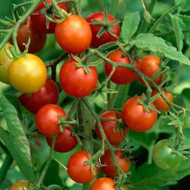 Pomidorų krūmo formavimasis: mažiau palikuonių - geresnis derlius