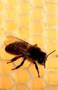 Rudens maitinimas bitėmis