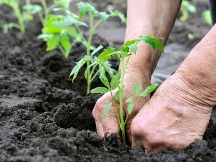 Pomidorų trąšas: kas yra ir kaip juos pamaitinti