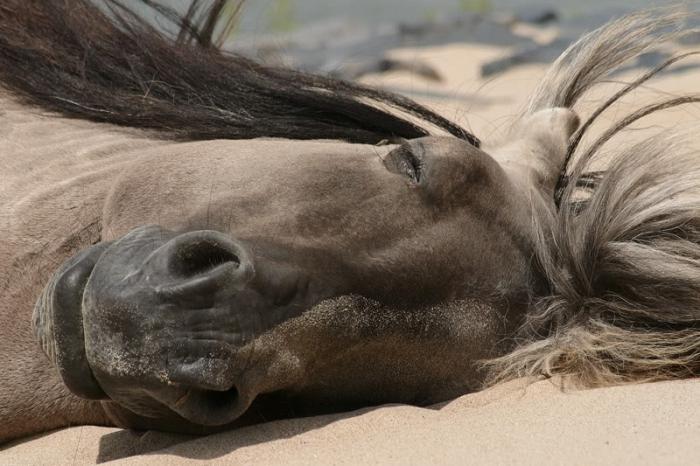 Ar žinai, kaip miegi arkliai?