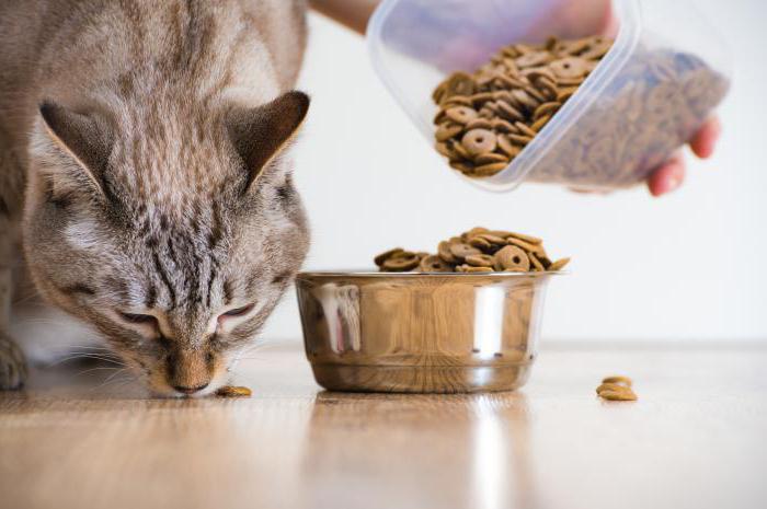 Acana - maistas katėms: privalumai, trūkumai ir apžvalgos