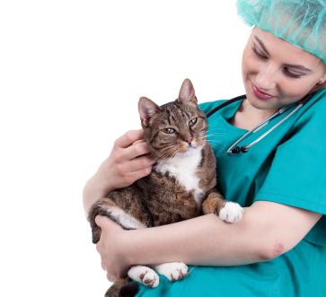 veterinaras ir katė