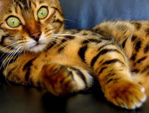 naminis leopardo katinas