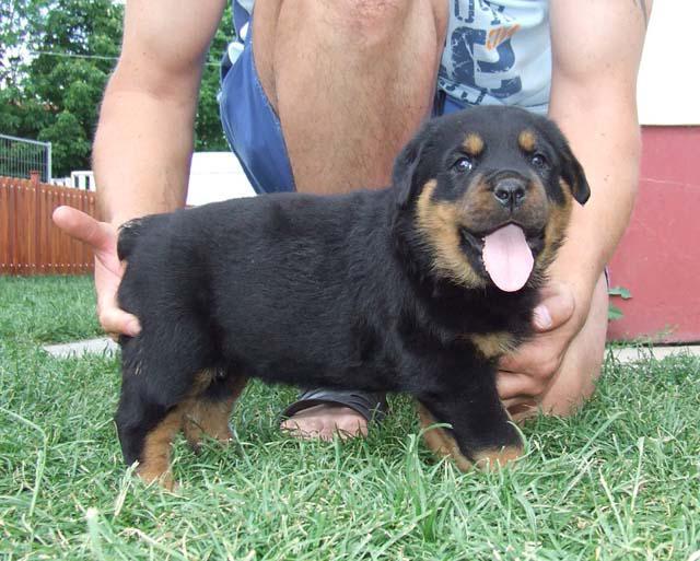 kaip kelti rottweiler