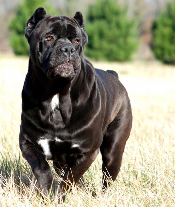 Cane Corso kaina