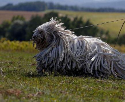 Komondor - Vengrijos sargybinis