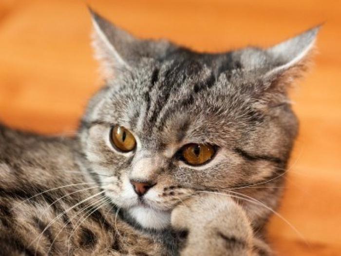 Trumpaplaukių katės: veislės ir rūšys