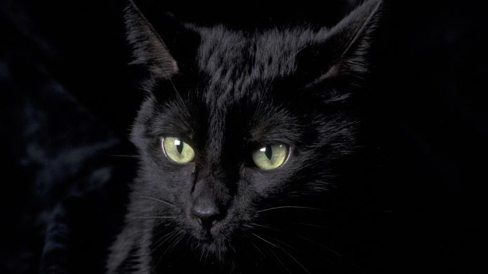 Katė yra juoda. Veislės: vardai ir funkcijos