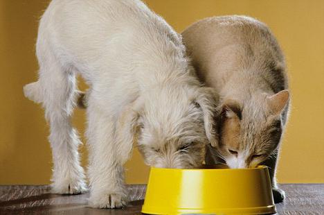 "Mūsų ženklas" (katės maistas): veterinarų atsiliepimai