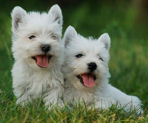 Charming Vakarų Highland White Terrier - drąsus ir judrus medžiotojas