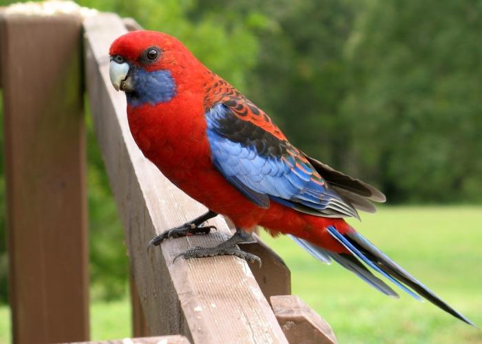 parrot rosella