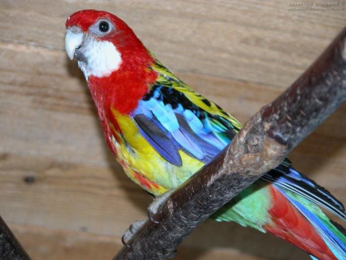 parrot rosella kaina