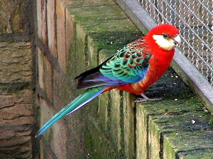 Parrot Rosella yra nuostabiai grazus paukštis