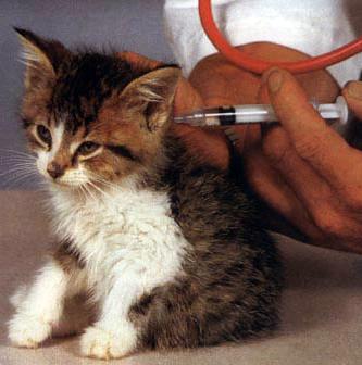 kokios vakcinacijos reikia katėms