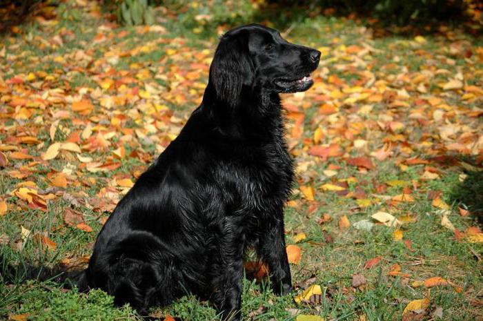 Labradoro retriveris: veislė, personažas ir priežiūra