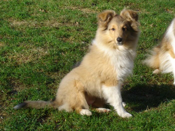 Sheltie šuniukai