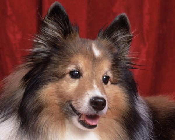 sheltie nuotraukos