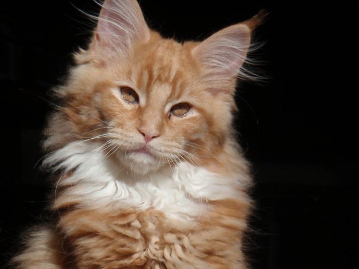 Maine Coon veislė