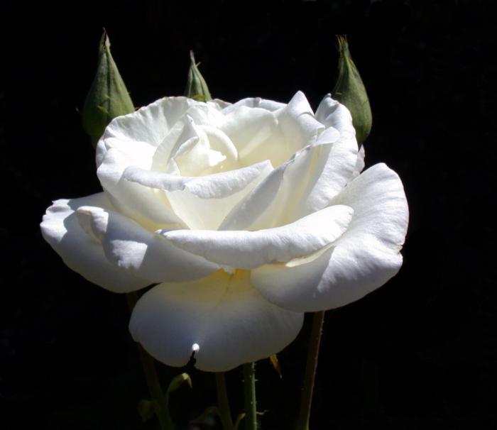 Arbatos hibridas rožė Pascal