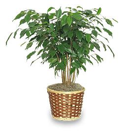 Ficus Benjamin geltonieji lapai