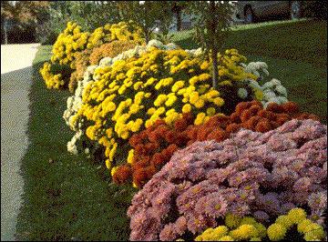 Chrysanthemum garden perennial - veislės ir aprašymas