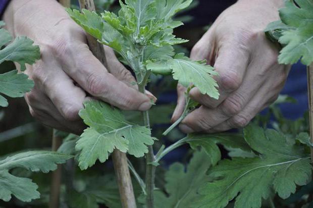Ar jūs galite auginti chrizantema iš puokštės