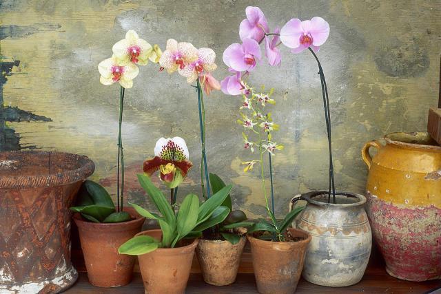 Ar galiu išlaikyti namuose Phalaenopsis orchidę?