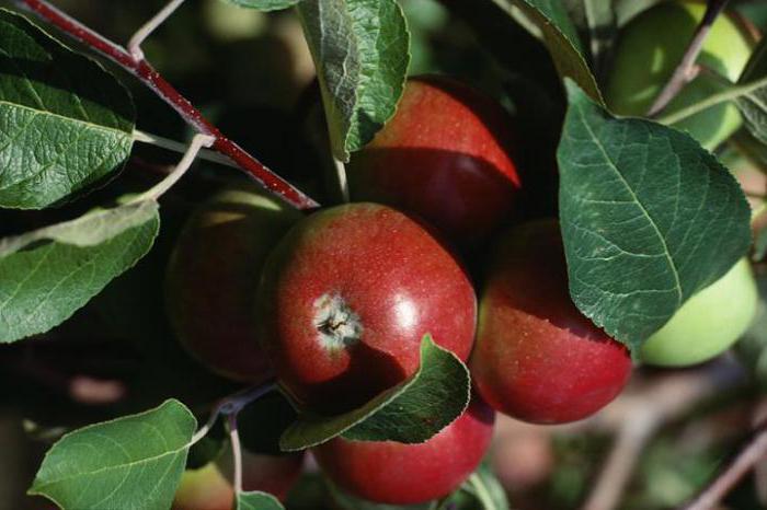 obuolių plantacija pavasario sodinukuose