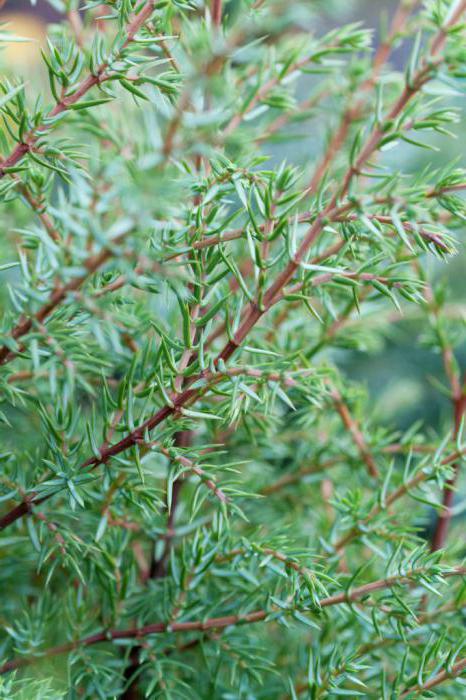 Juniperus Hibernica: augalų savybės, priežiūros taisyklės