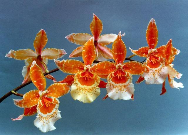 Cumbrian orchidėjos - graži žmogaus rankų sukūrimas