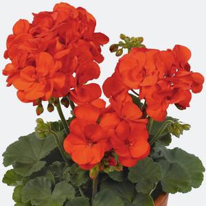 Pelargonium zonal: grožio žavesio