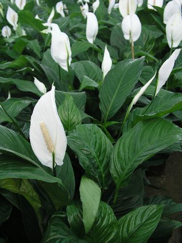 spathiphyllum juodieji lapai