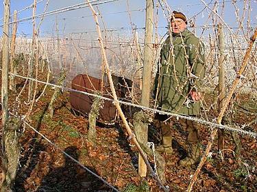 Vynuogių paruošimas žiemai Uralo salose: ką daryti, kad vynmedžiai neužšaltų