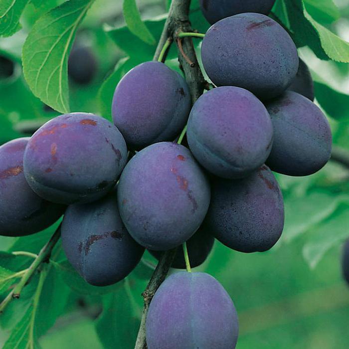 plum prezidentas