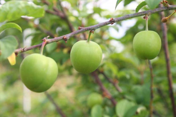 Pluck Renclod kolkhozas: veislės aprašymas, sodinimo ir priežiūros ypatumai