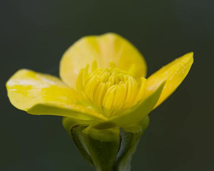 sodo buttercups