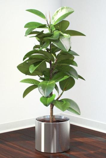 Augantis bonsai ficus - miškas namo viduje