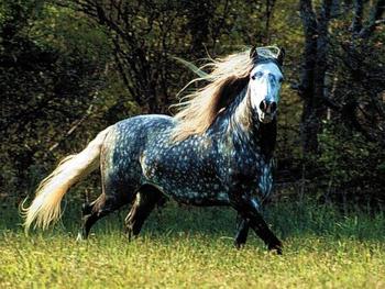 Svajonė: apie ką žirgas ar arklys svajoja