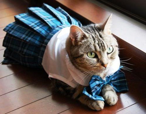 kaip siuvinėti kačių drabužius 