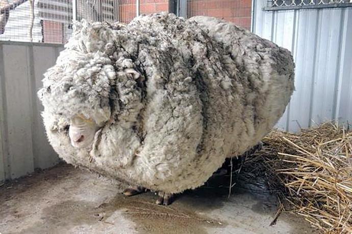 Australijos Merino verpalai