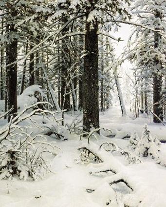 Rusijos dailininkų šedevrai: Šiškino tapybos "Žiema" aprašymas