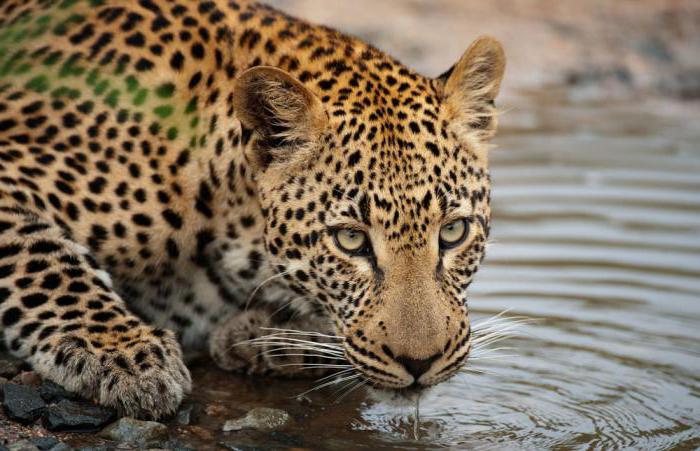 Afrikos leopardas: buveinė, įpročiai, aprašymas, gyvūno prigimtis