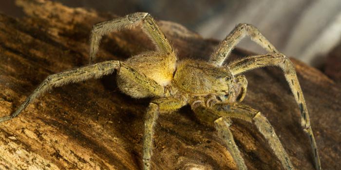 Brazilijos klajojantis voras phoneutria arba bananų voras