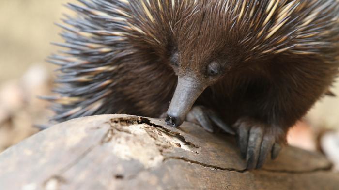 Gyvūno echidna, nuotrauka 