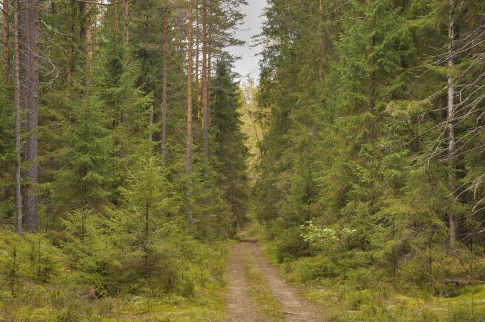 Eglės miškas - aprašymas, bruožai, gamta ir įdomūs faktai