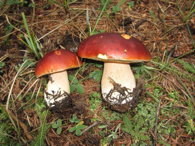 boletus aprašymas