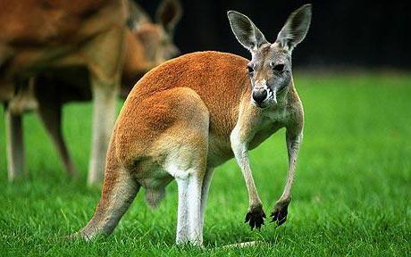 kur gyvena kengūra, išskyrus australiją