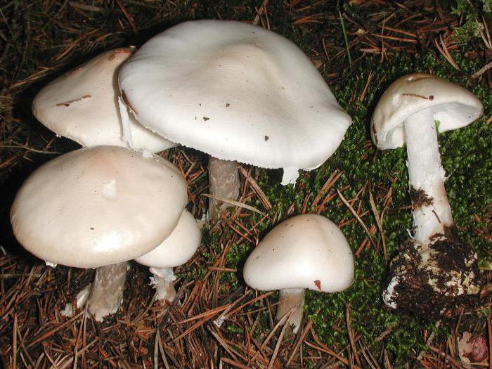 Amanita: liūdna: išvaizda, pavojus ir savybės