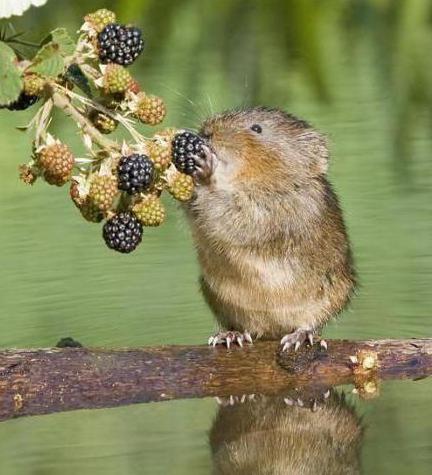 Įprasti voles