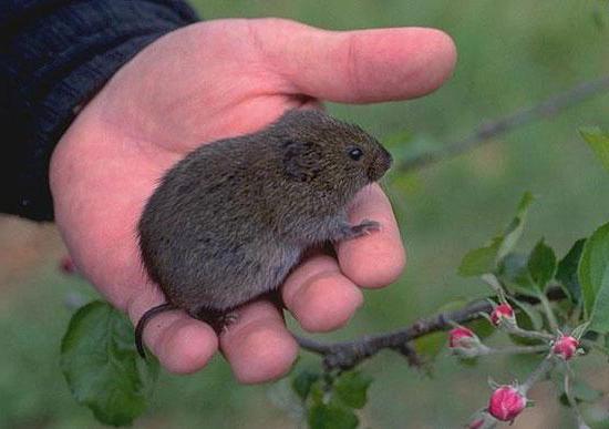 Graužikas vulgarus vulgaris